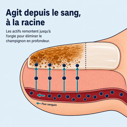 Mycovital™ | Huile d'Origan & de Nigelle – Élimine la Mycose des Ongles